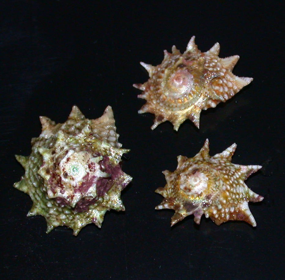 Ninja star snails