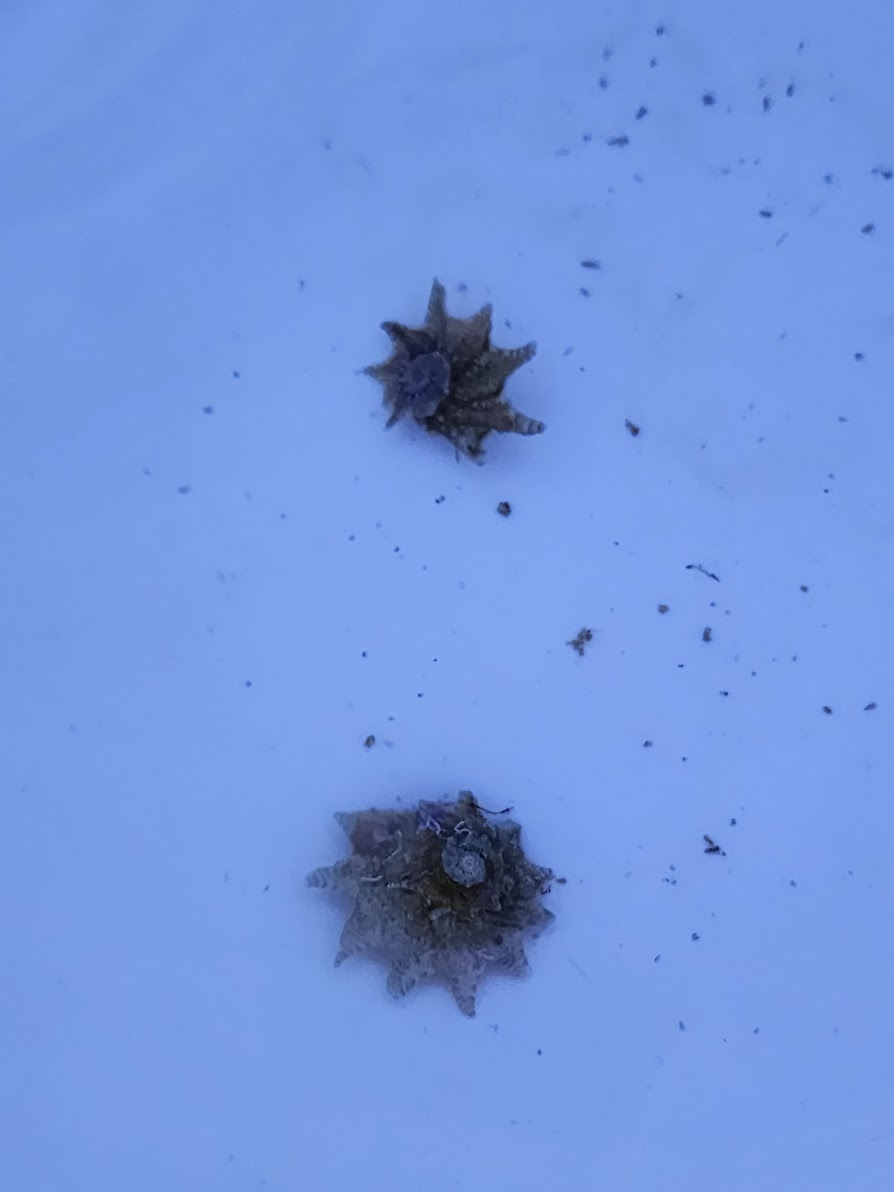 Ninja star lithopoma astraea phoebium longspine star snail superthread saltwater and reef aquarium forum