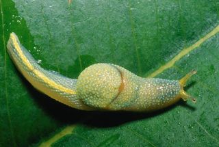 Worlds longest bug and ninja slug discovered in borneo live science