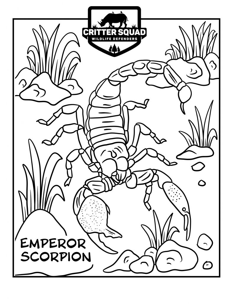 Arachnid coloring pages
