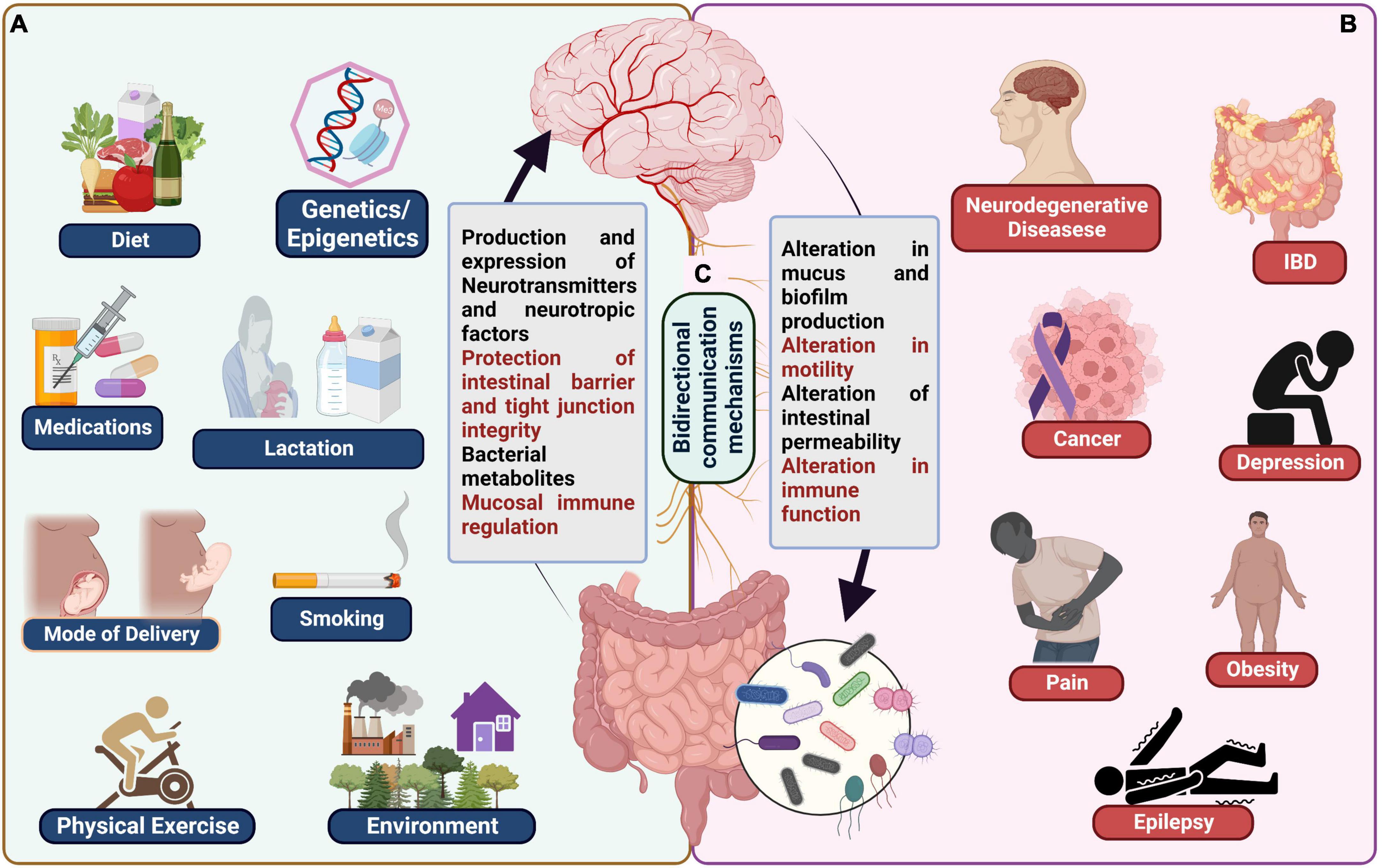 Frontiers epigenetics in depression and gut
