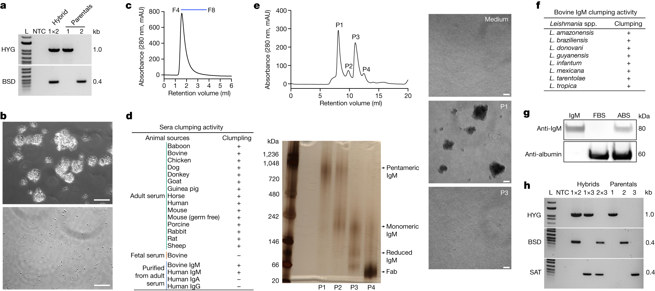 Leishmania genetic exchange is mediated by igm natural antibodies