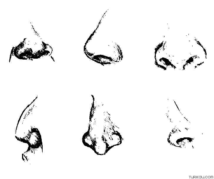 Nose drawings