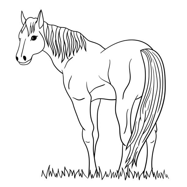 Horse nose stock illustrations royalty