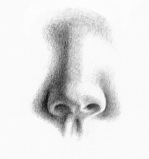 Pencil portrait drawing