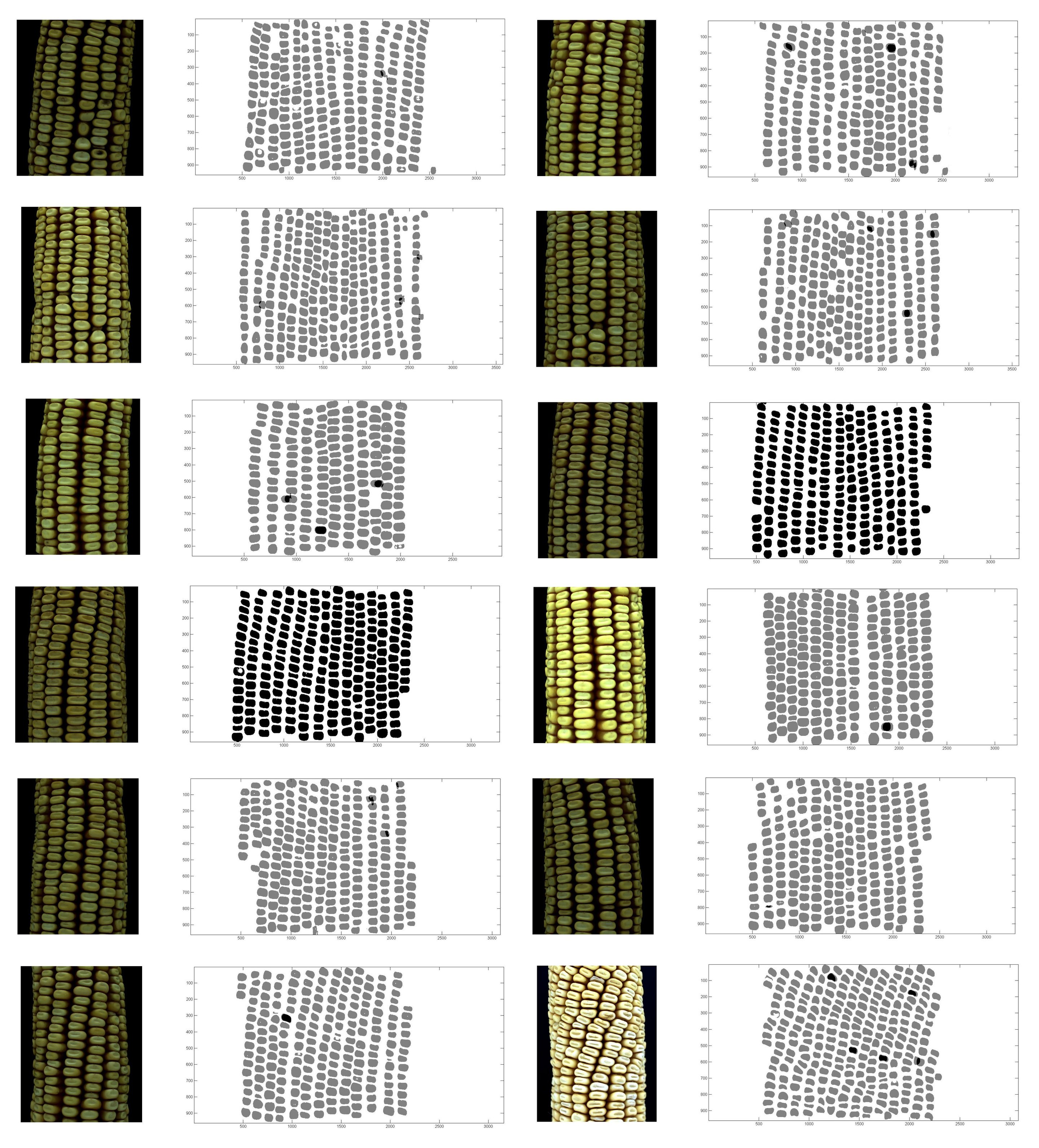 New method analyzes corn kernel characteristics
