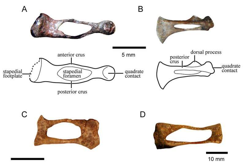 Evolution of our mammalian ancestors ear bone