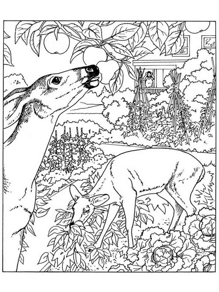 Nature coloring pages for adults