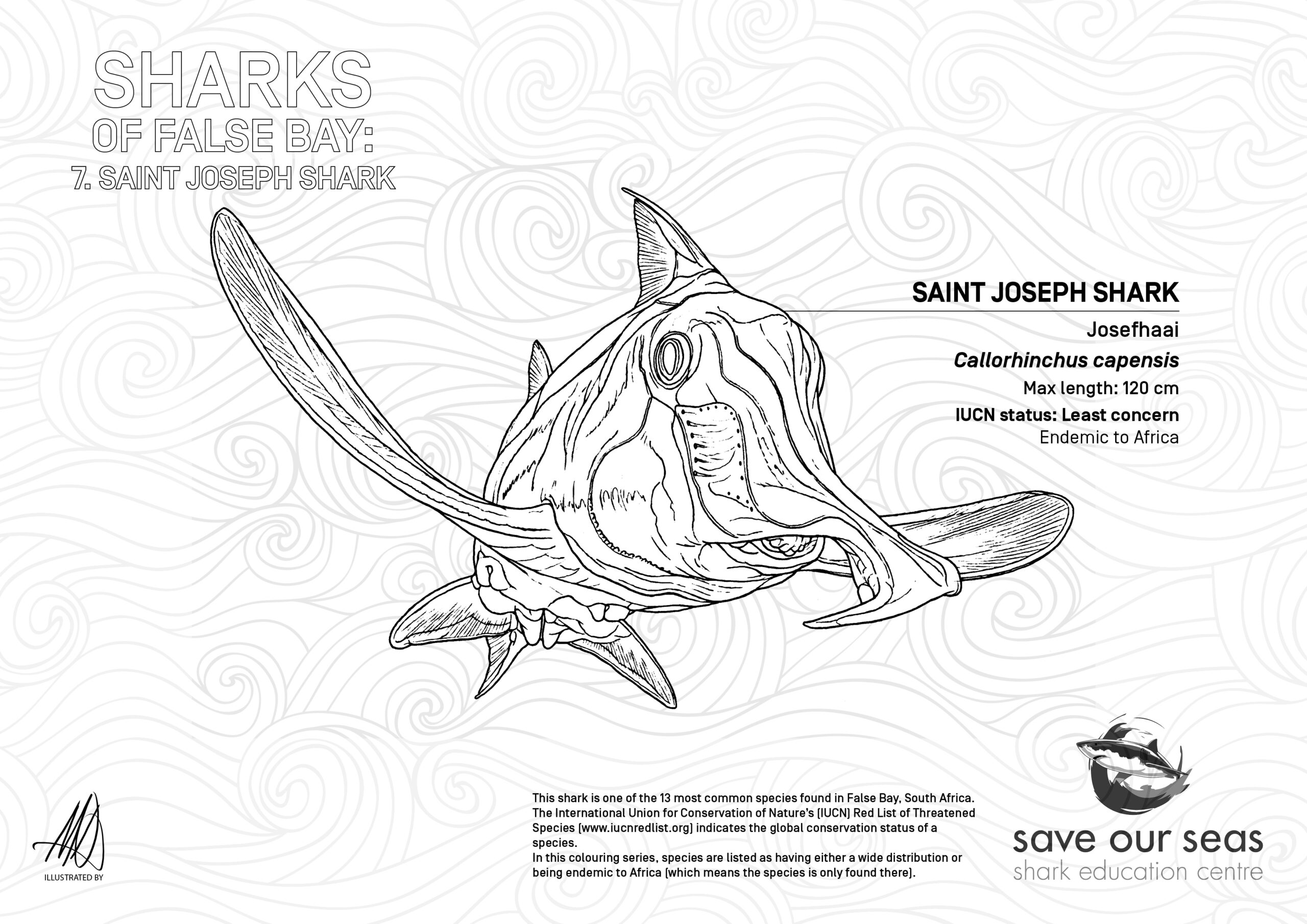Saint joseph shark