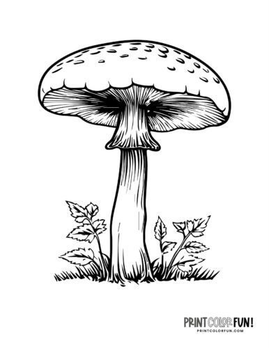Mushroom coloring pages crafts fun fungus facts to share with your kids at
