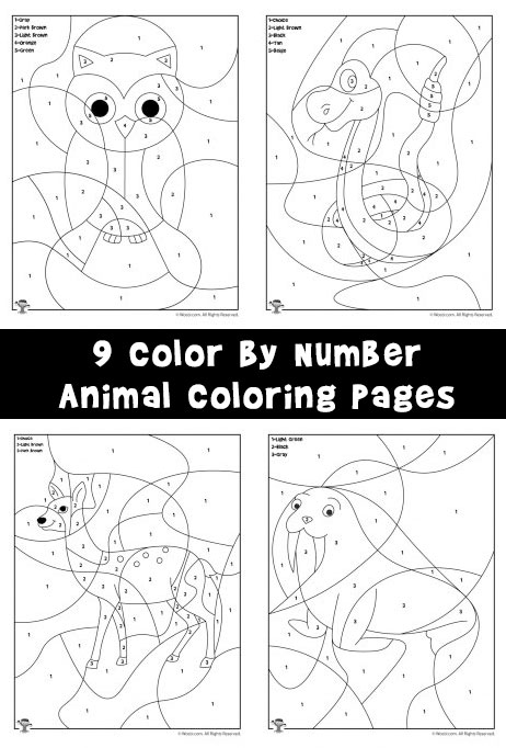 Preschool color by number animal coloring pages woo jr kids activities childrens publishing
