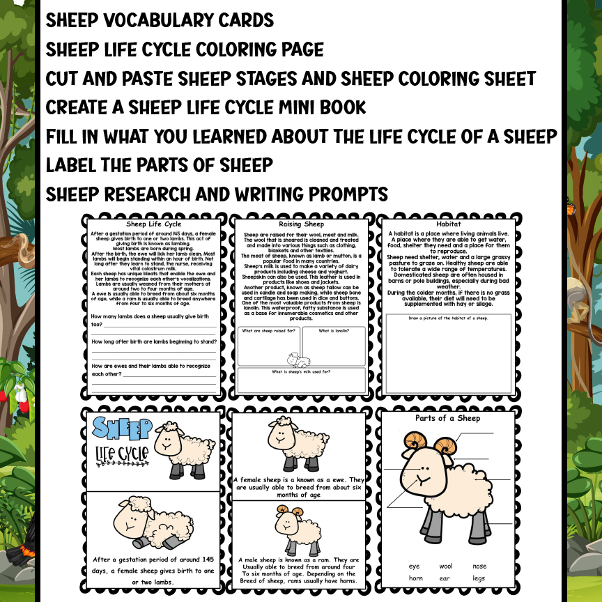 Sheep life cycle worksheets