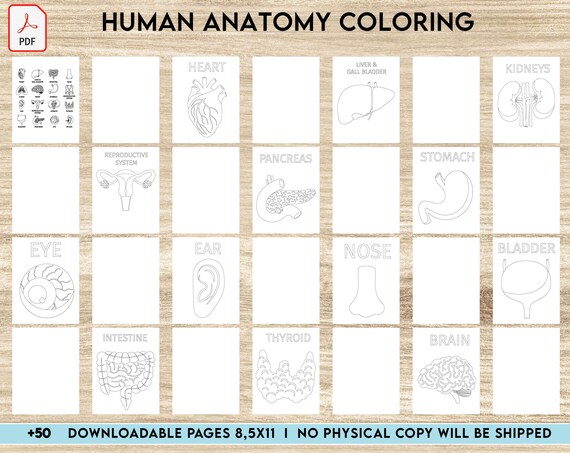 Human anatomy coloring activity book pdf file x inch for kids aged