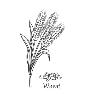 Vecteur wheat cereal crop outline icon vector illustration line hand drawing bunch of ripe ears with spikes whole grains seeds pile and leaves on stalk to produce flour for baking bread