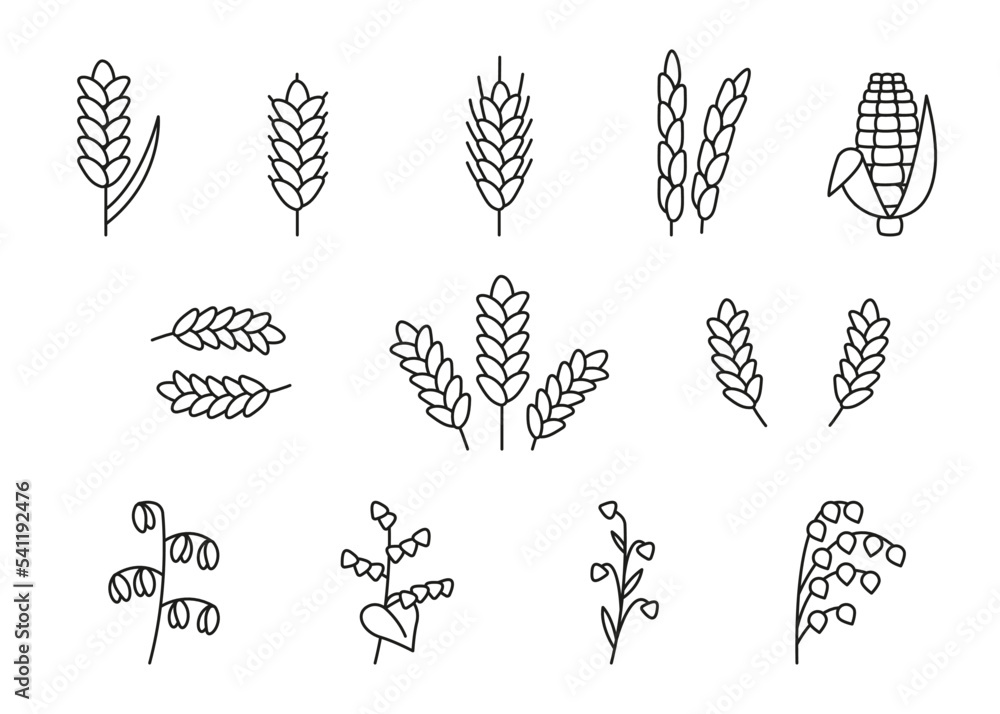 Vecteur wheat oat rice barley corn rye millet flax grain ear nature set line icon linear sketch ear and grain outline spica plant for agriculture cereal products bakery vector