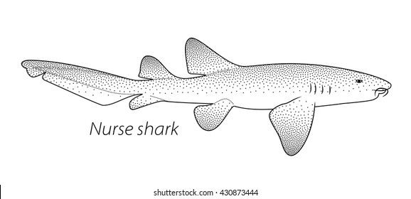 Nurse shark stippled vector illustration stock vector royalty free