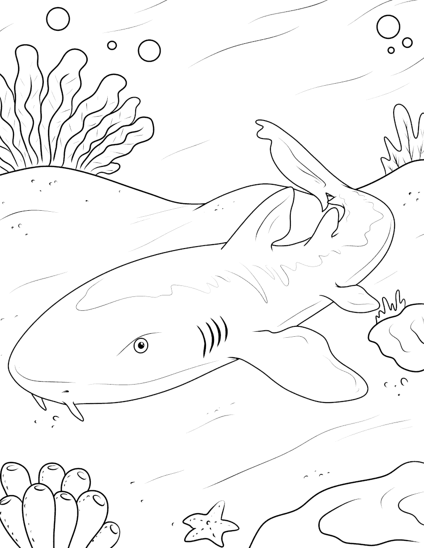 Shark coloring pages