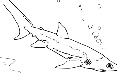 Nurse shark
