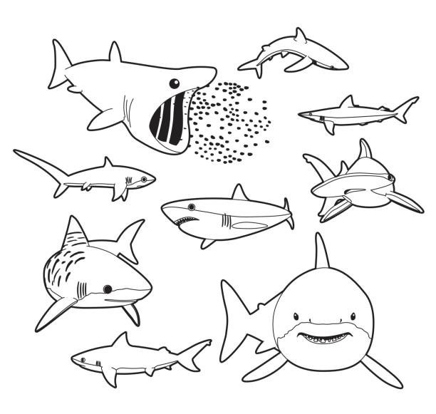 Nurse shark stock illustrations royalty