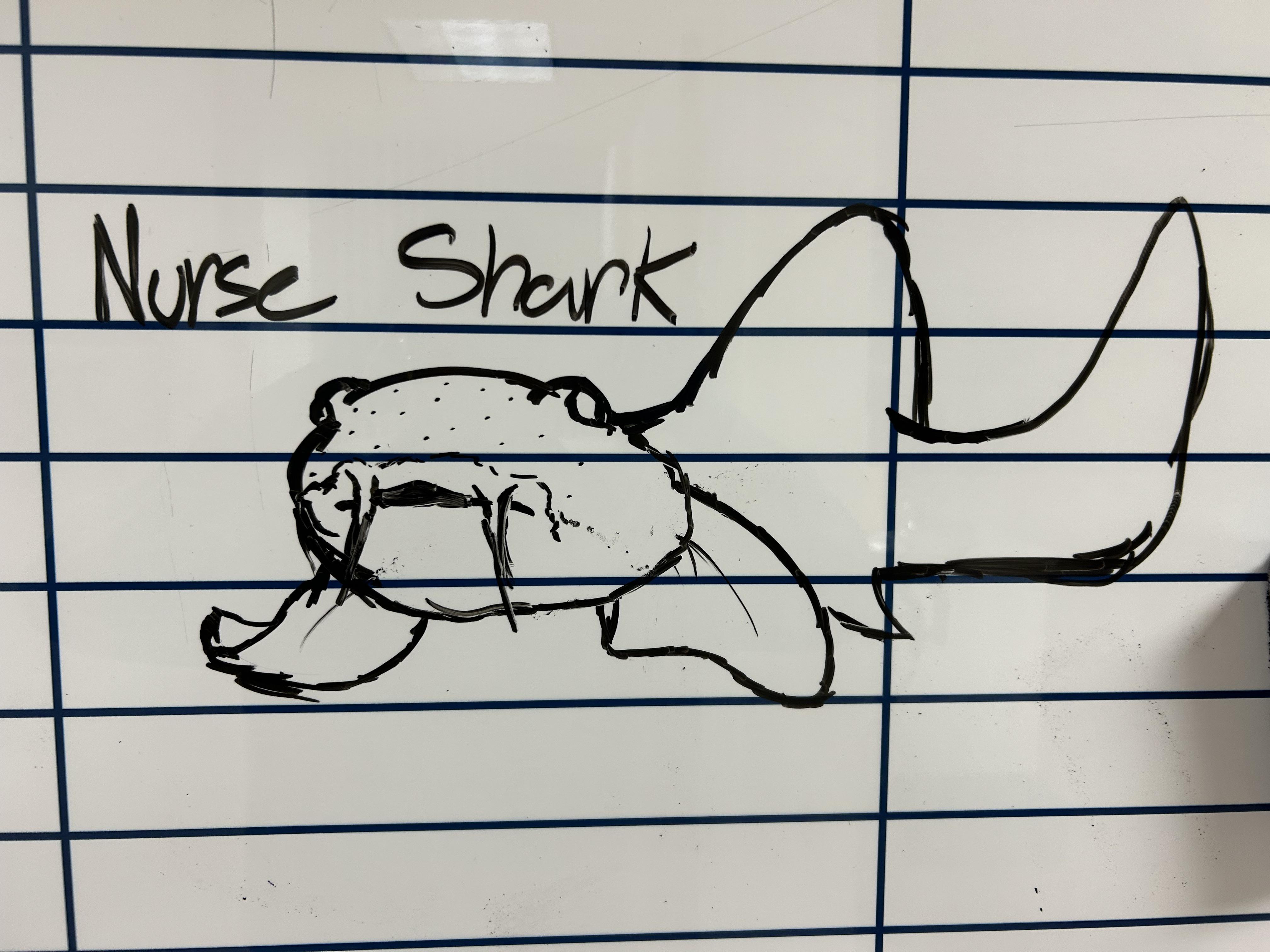 Nurse shark rsharks