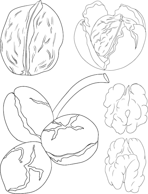 Premium vector walnut vector hand drawn nuts coloring pages with different sort of nuns