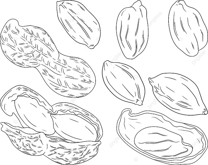 Hand drawn vector of peanuts coloring pages featuring a variety of nuts vector art black background png and vector with transparent background for free download