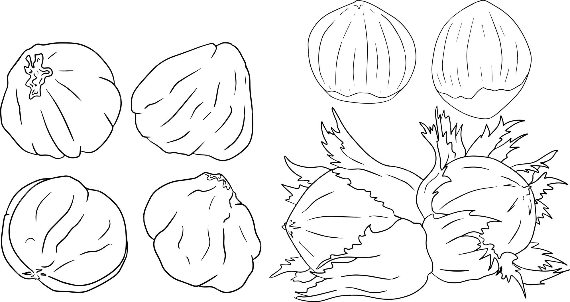 Premium vector hazelnut vector hand drawn nuts coloring pages with different sort of nuns