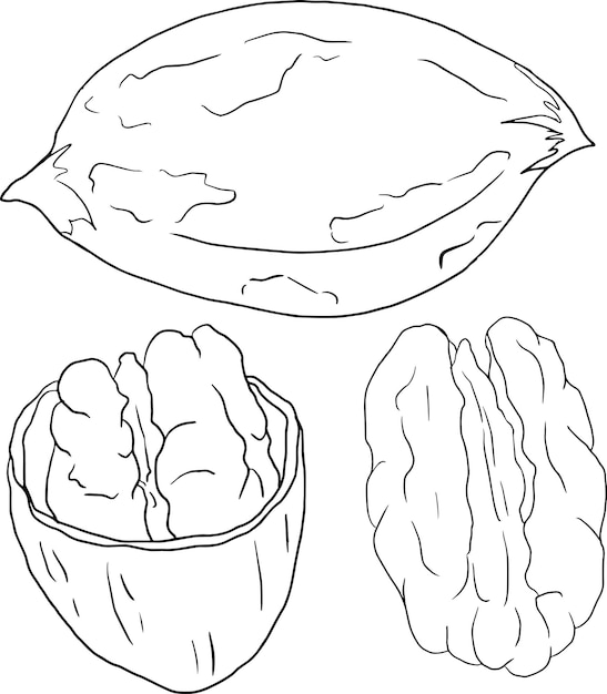 Premium vector pecan vector hand drawn nuts coloring pages with different sort of nuns