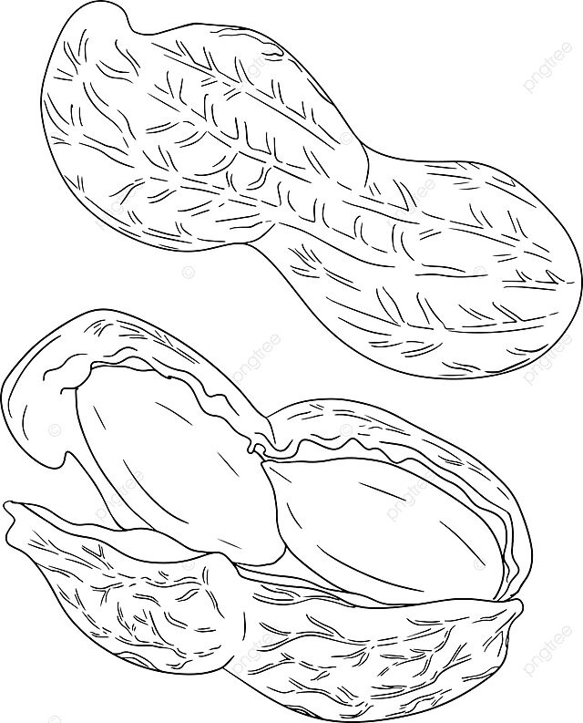 Handdrawn vector peanuts and assorted nuts for coloring pages vector pencil leaf sketch png and vector with transparent background for free download