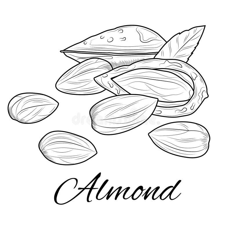 Nut coloring stock illustrations â nut coloring stock illustrations vectors clipart
