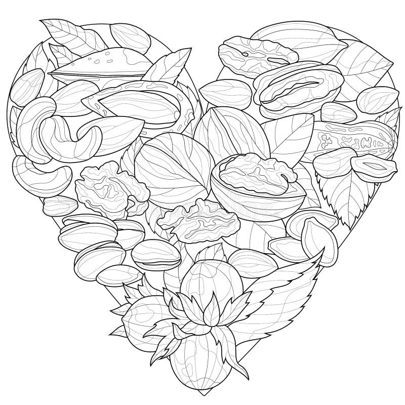 Walnut coloring stock illustrations â walnut coloring stock illustrations vectors clipart