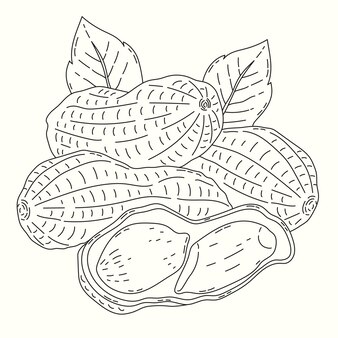 Nuts coloring pages images
