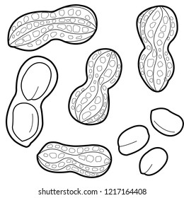 Set peanuts on white background vector stock vector royalty free