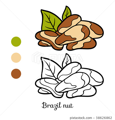 Coloring book brazil nut