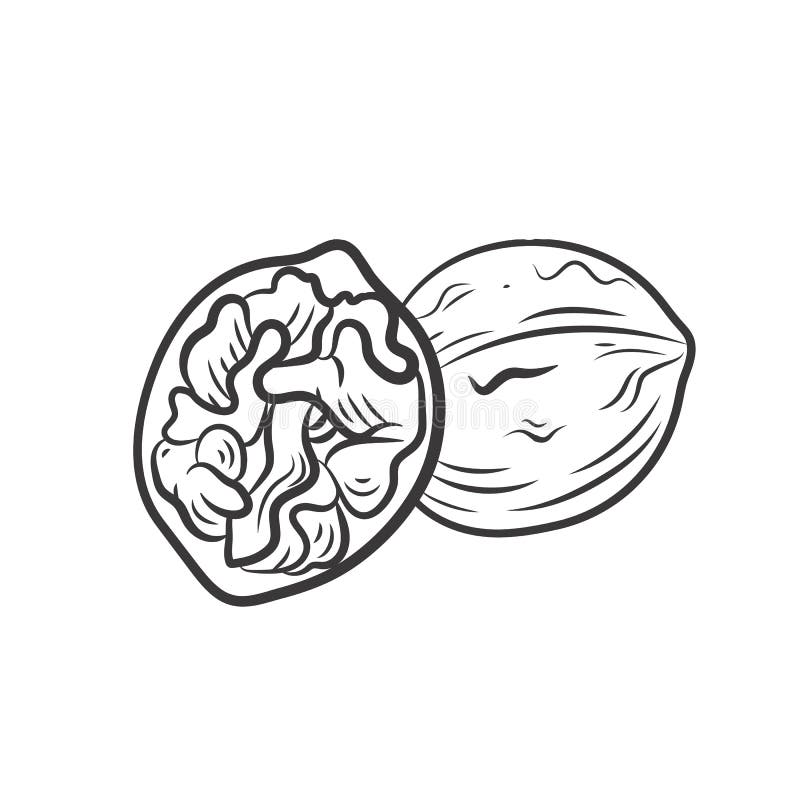 Walnut coloring stock illustrations â walnut coloring stock illustrations vectors clipart
