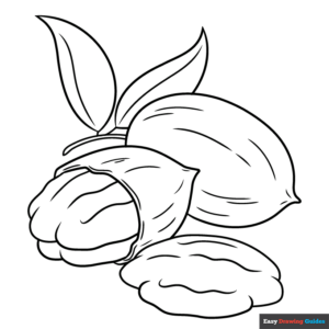 Pecan nuts coloring page easy drawing guides