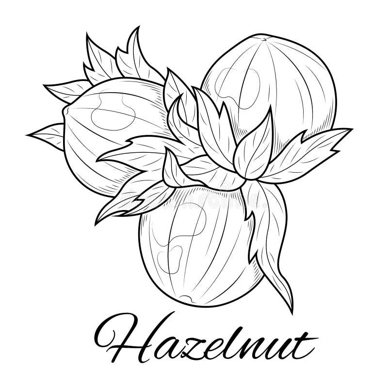 Nut coloring stock illustrations â nut coloring stock illustrations vectors clipart