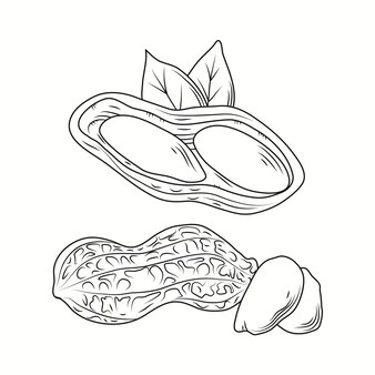 Nuts coloring pages vectors illustrations for free download