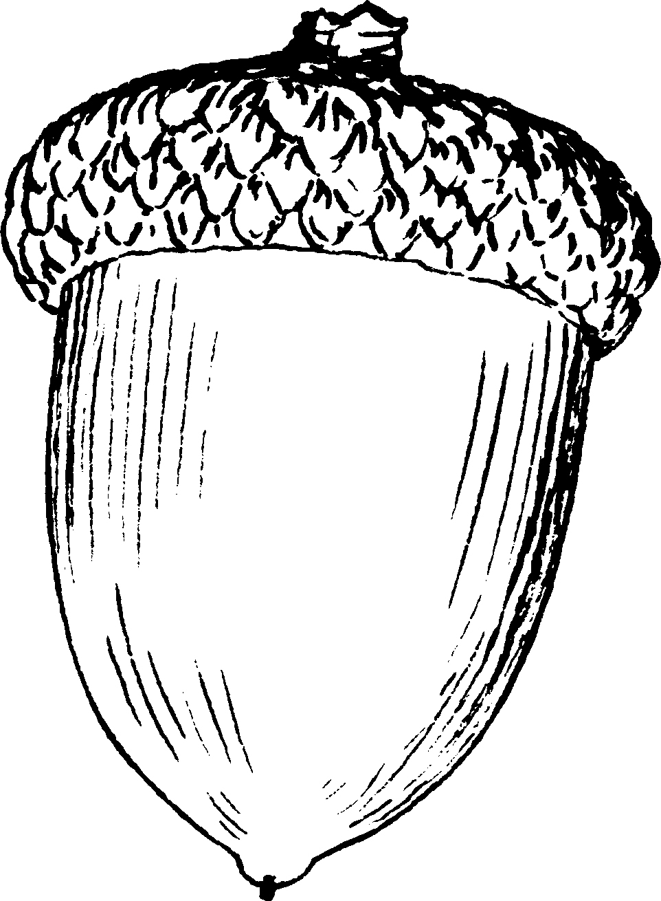 Nuts coloring pages