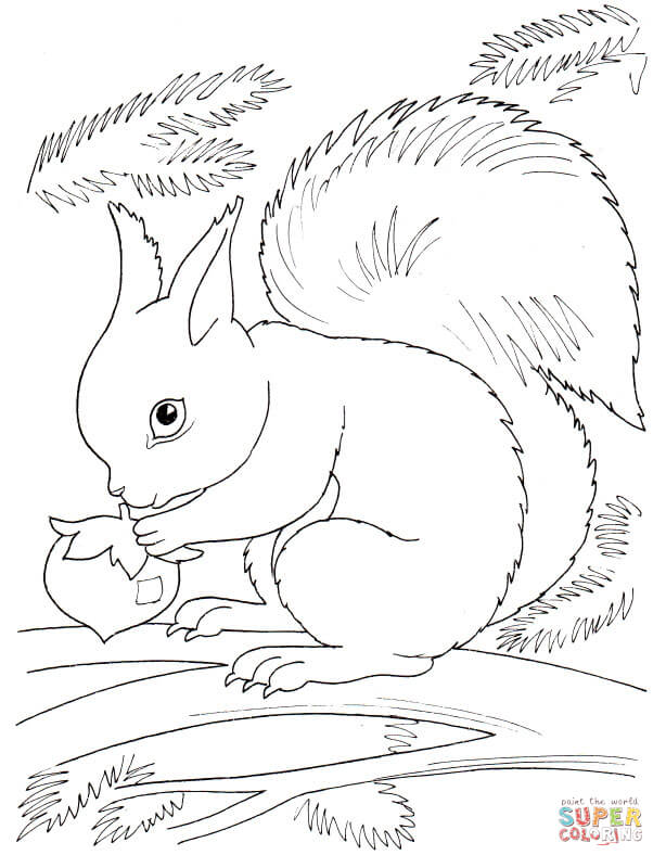 Squirrel eating nut coloring page free printable coloring pages