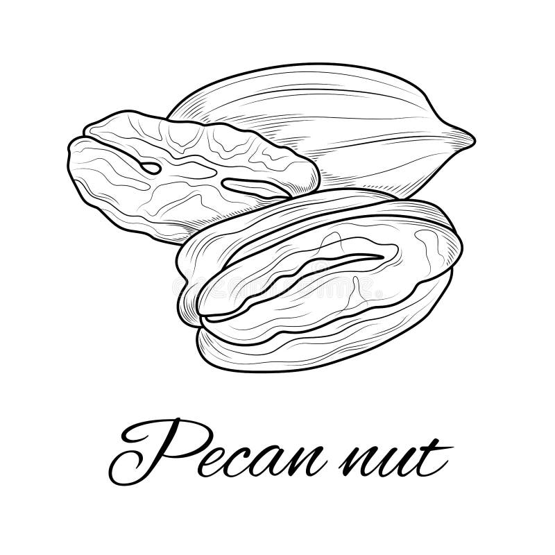 Nut coloring stock illustrations â nut coloring stock illustrations vectors clipart