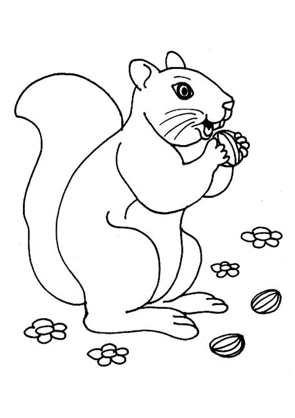 Coloring pages squirrel eating nuts