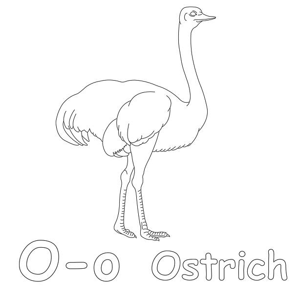 Letter o for ostrich coloring page stock photo