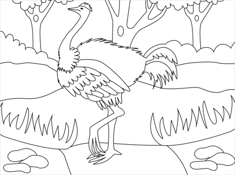 Ostrich coloring page free printable coloring pages