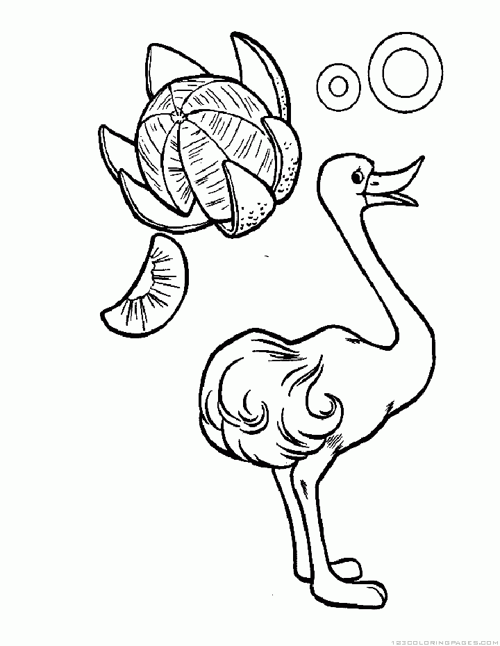 Ostrich coloring pages