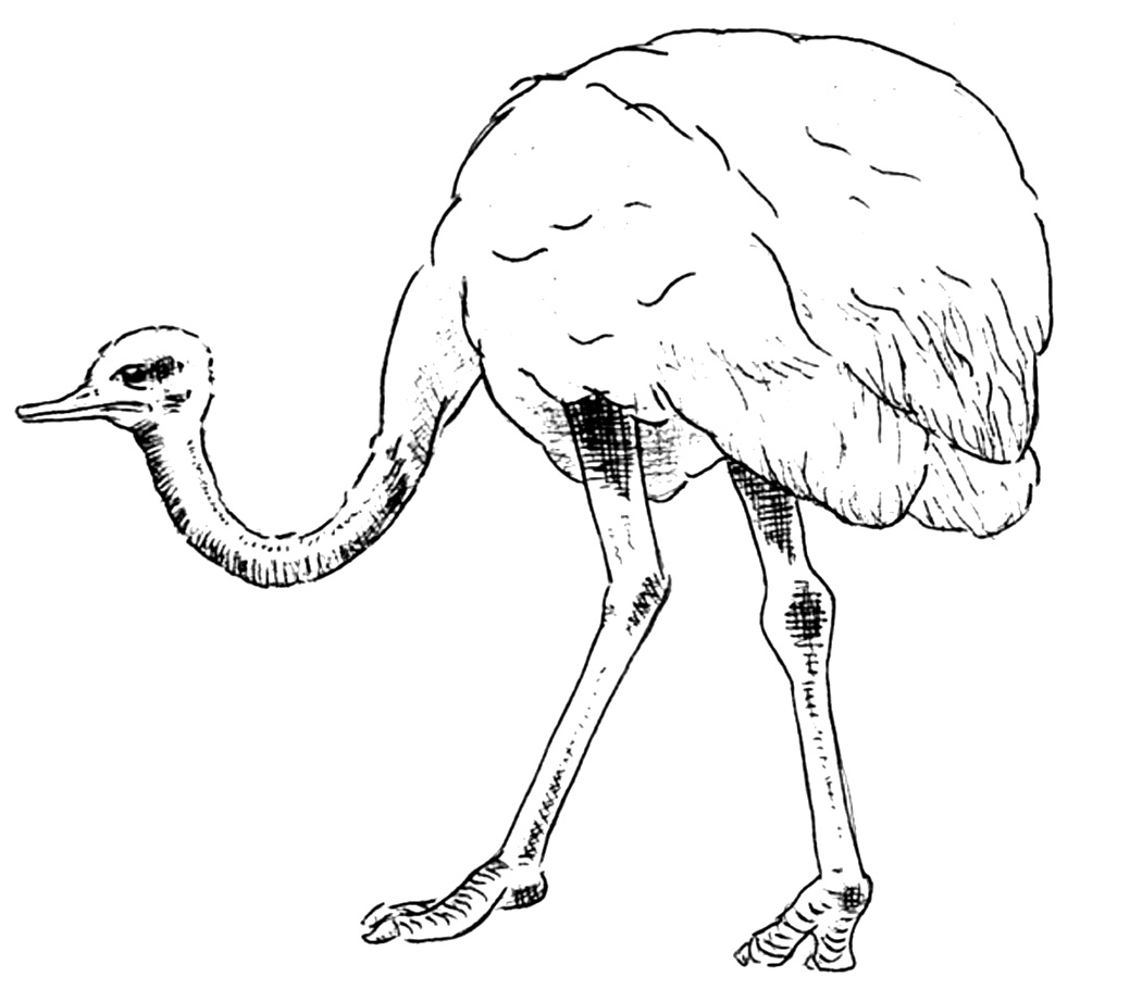 Free printable ostrich coloring pages for kids