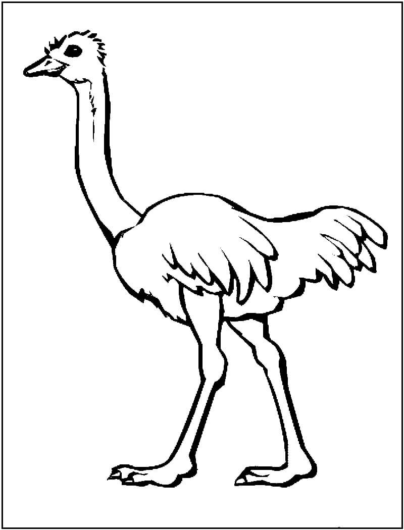 Drawing ostrich walking coloring page