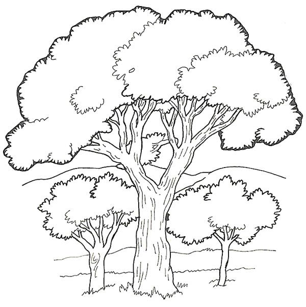 Oak tree in the forest coloring page color luna forest coloring pages oak tree drawings earth day coloring pages