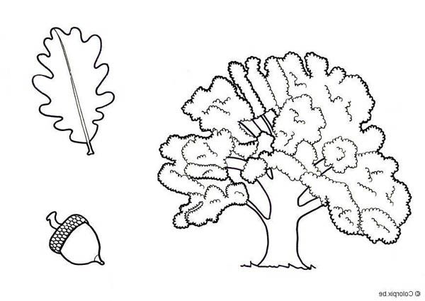 Drawing of an oak tree leaf and fruit coloring page color luna fruit coloring pages oak tree drawings tree coloring page