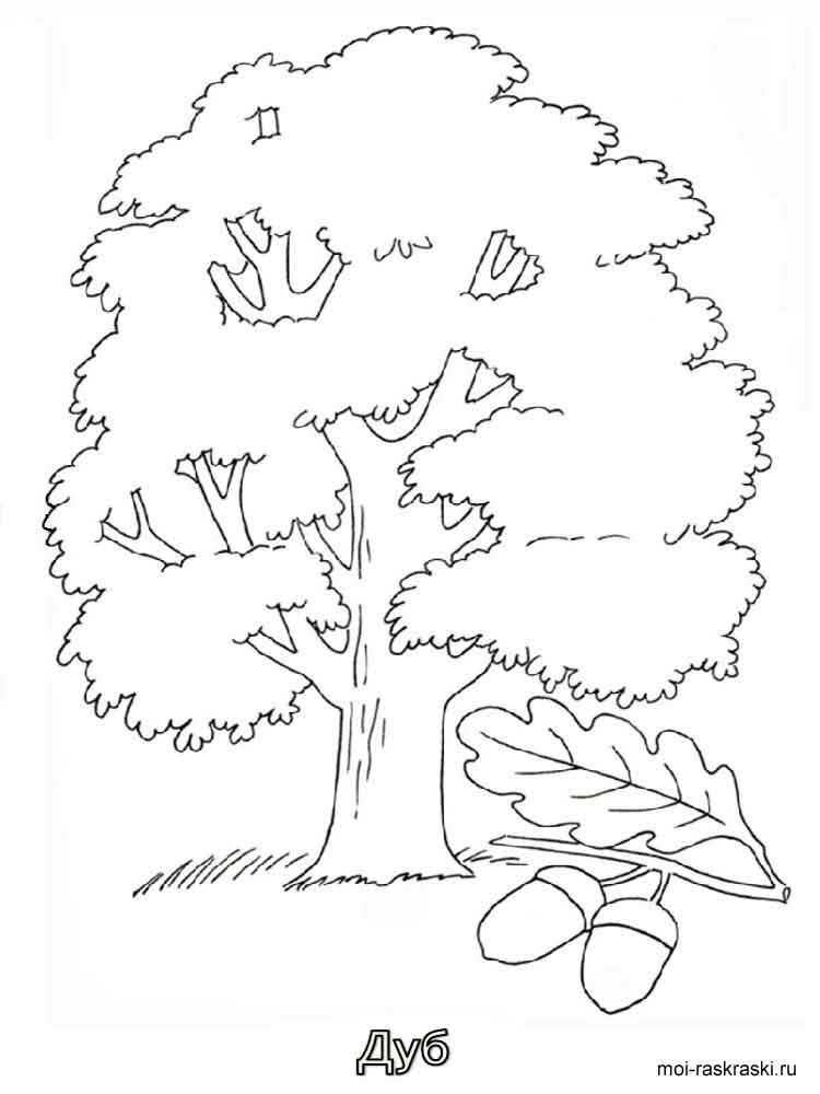 Oak coloring pages